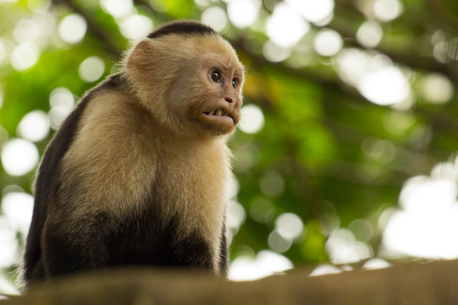 White faced capuchin monkeys