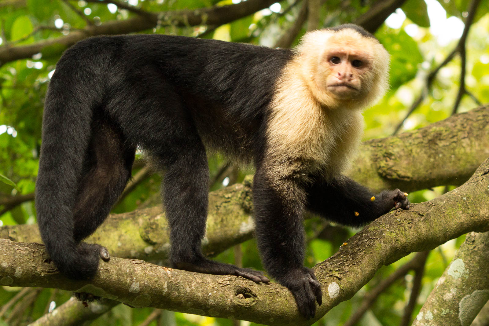 White faced capuchin monkeys