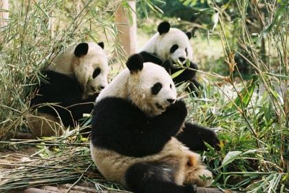 Giant Pandas, China