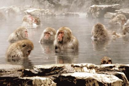 Snow Monkeys, Japan