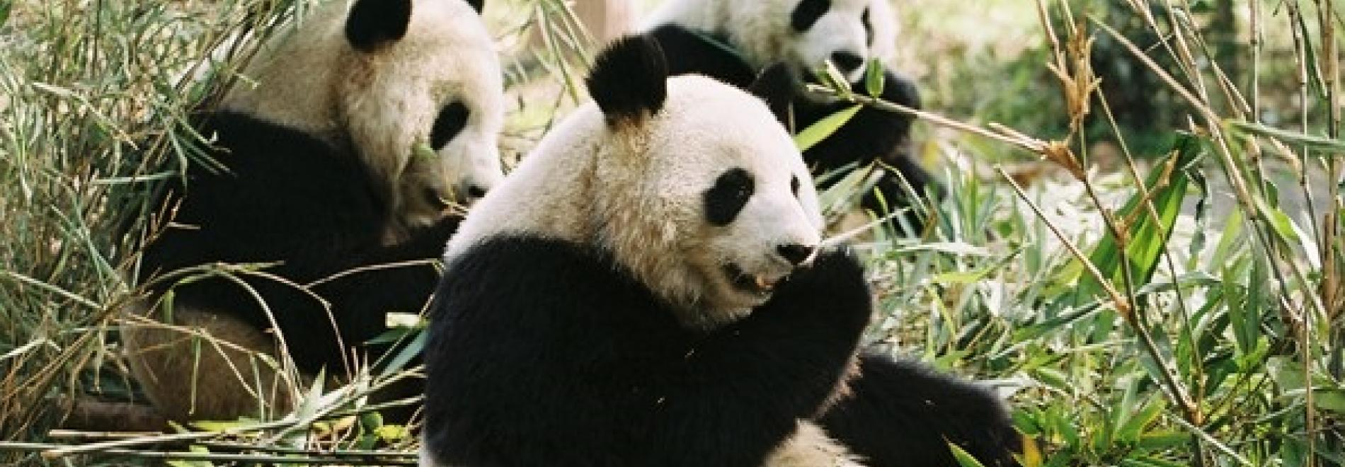 Giant Pandas, China