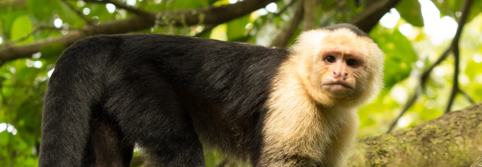 White faced capuchin monkeys