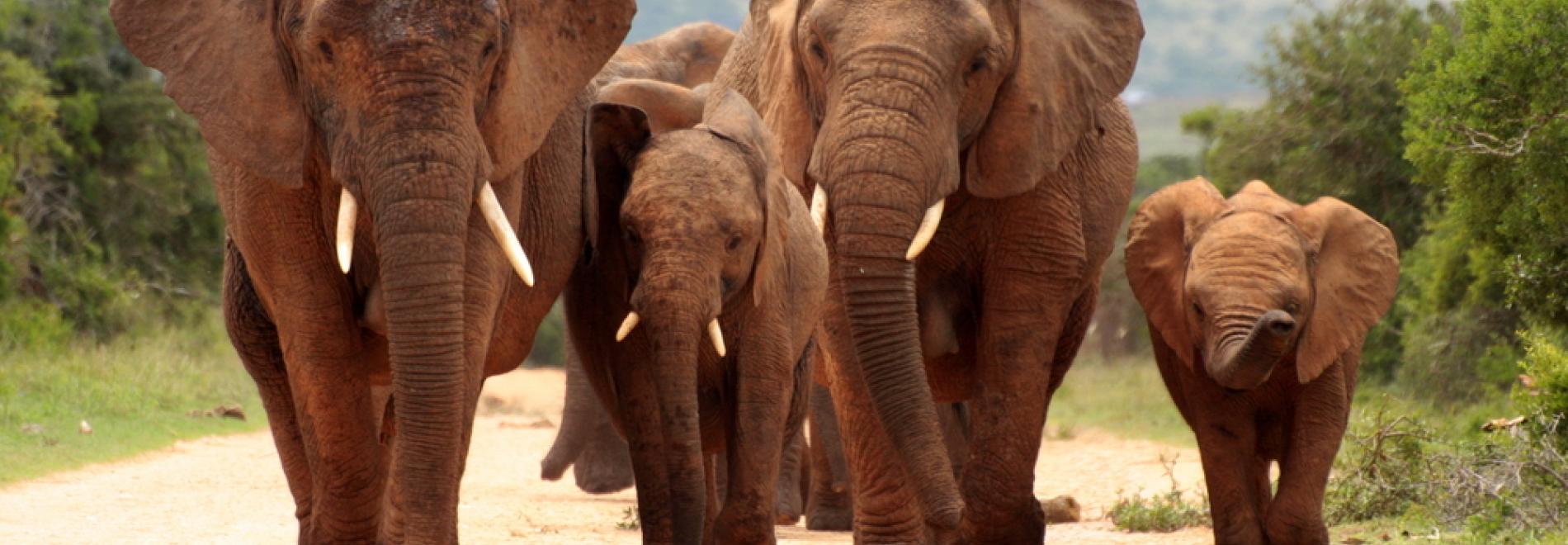 Addo Elephant Park, South Africa