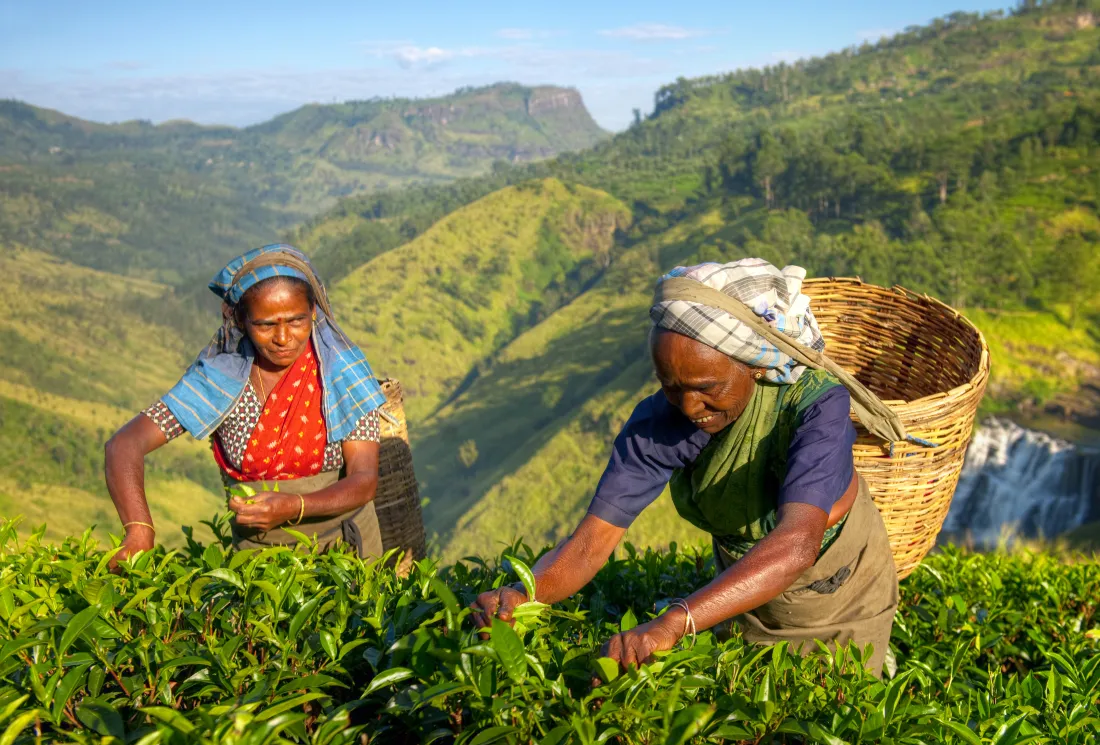 Tea plantations, Sri Lanka