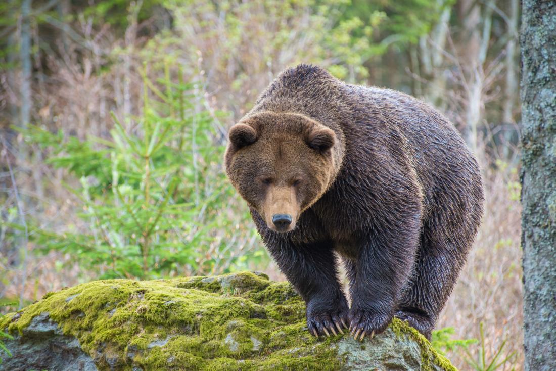 Bear, Canada