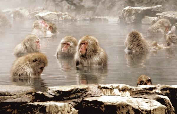 Snow Monkeys, Japan