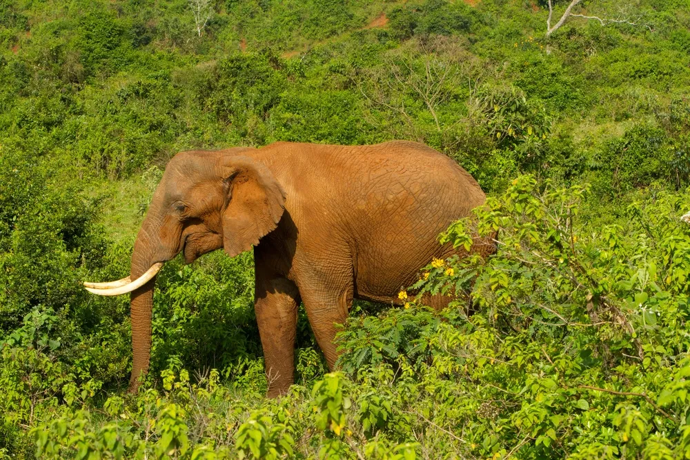 Aberdares, Kenya