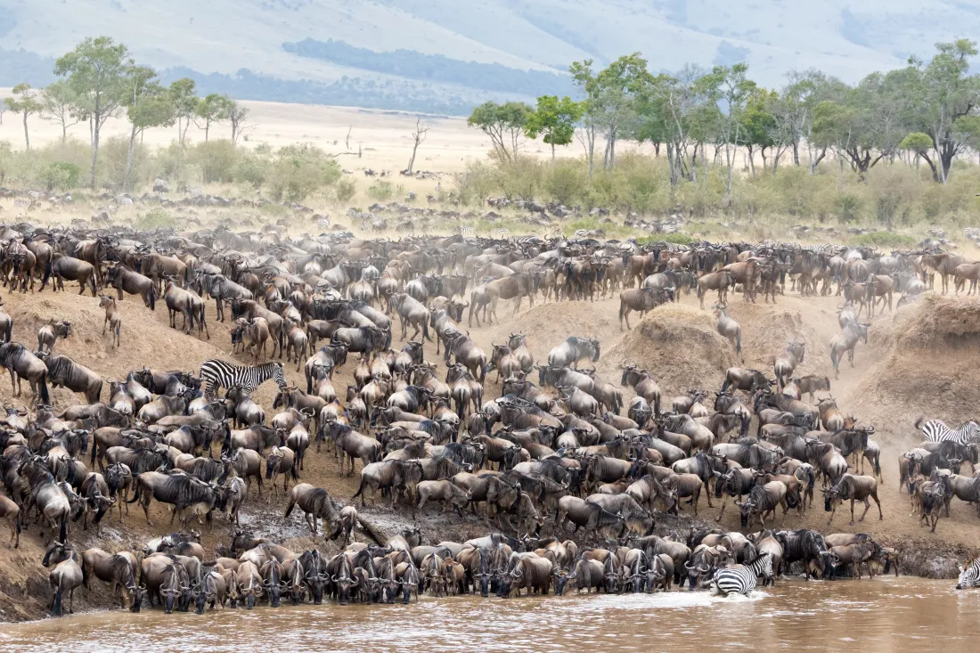 Masai Mara, Kenya