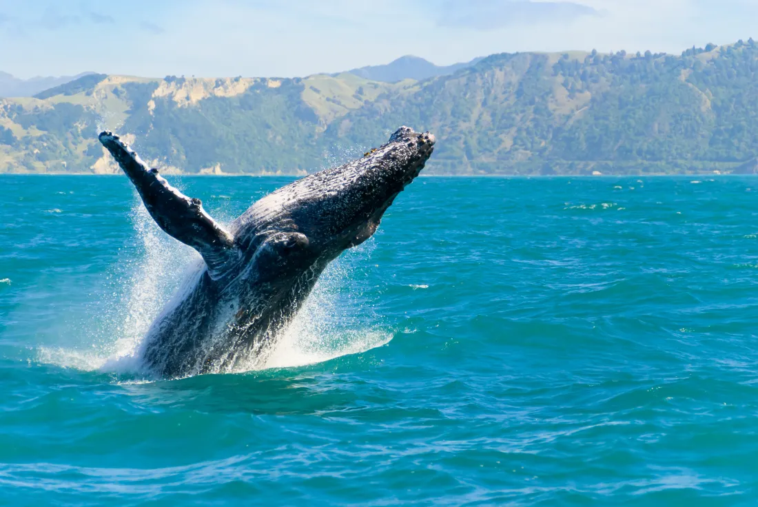 Kaikoura, New Zealand