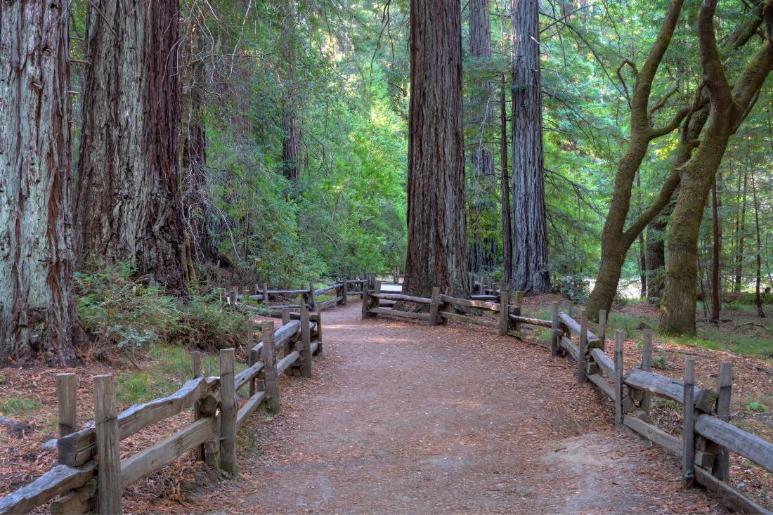 USA Redwoods