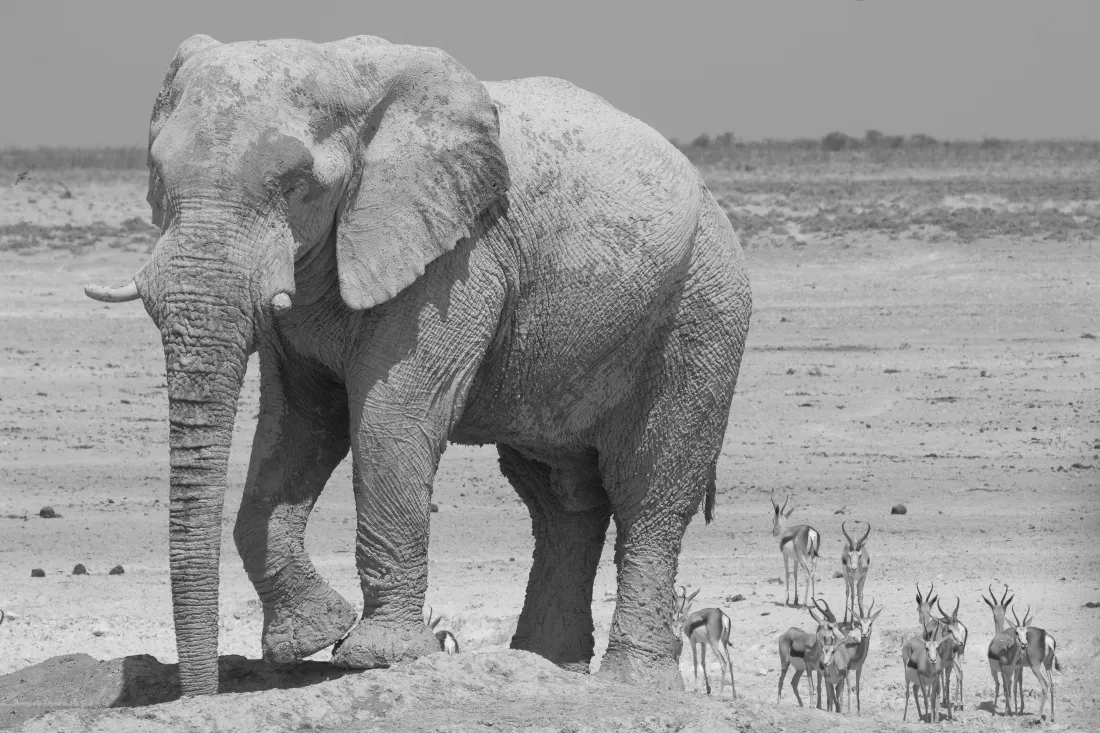 Elephant