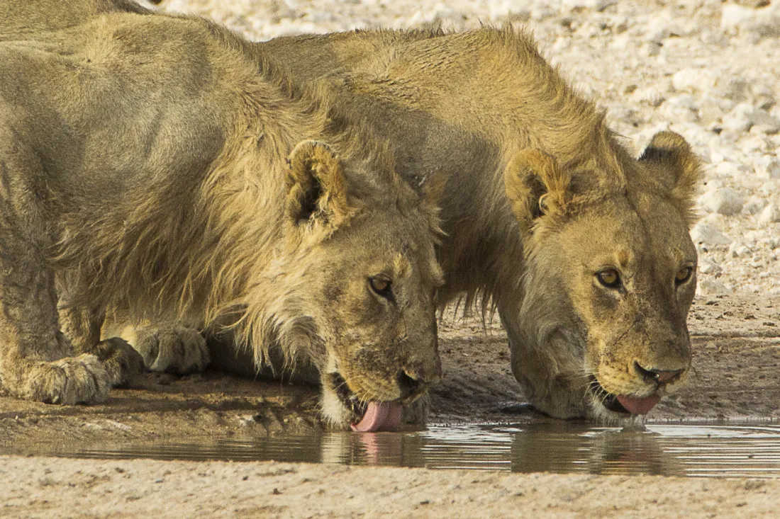 Lions