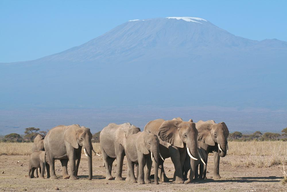 Amboseli, Kenya