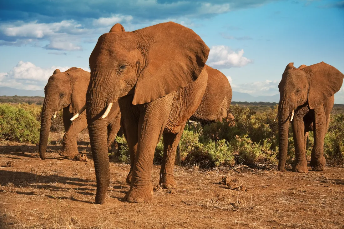 Samburu, Kenya