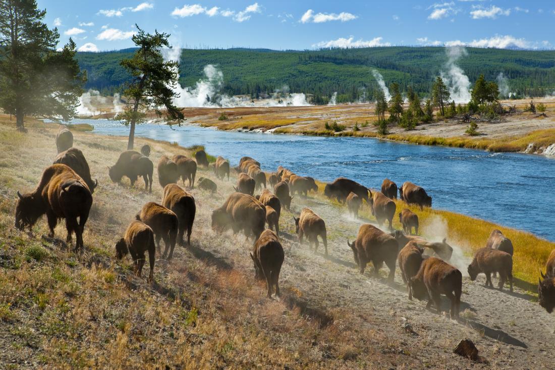 Yellowstone