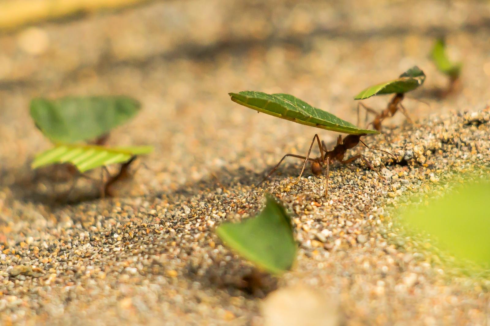 Leafcutter ants