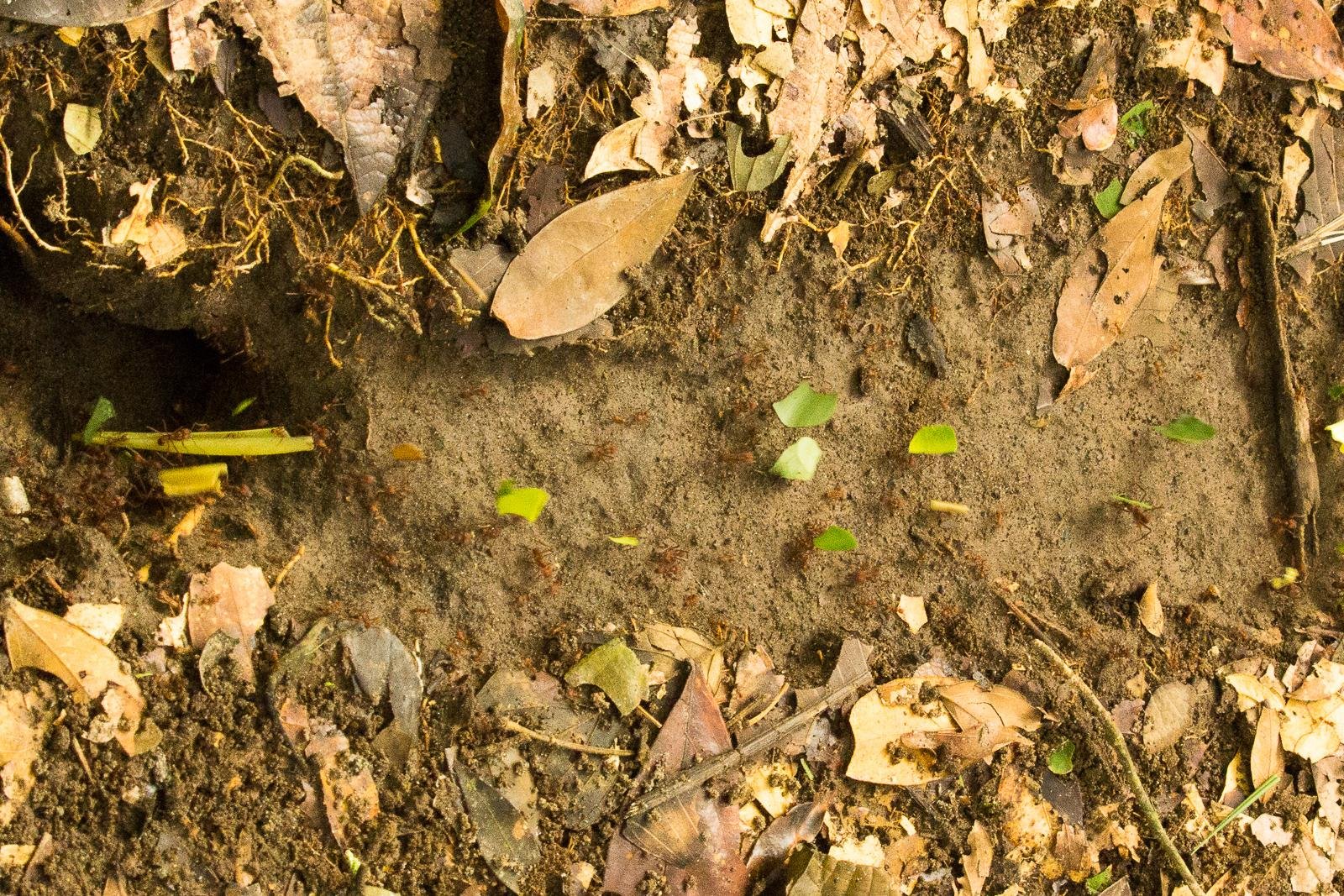 Leafcutter ants