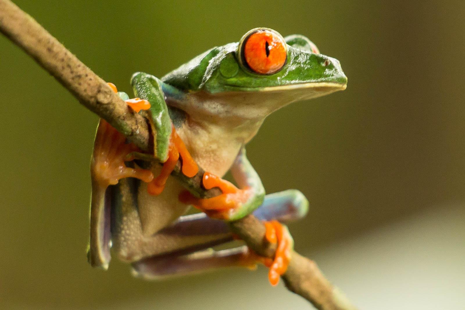 Frog