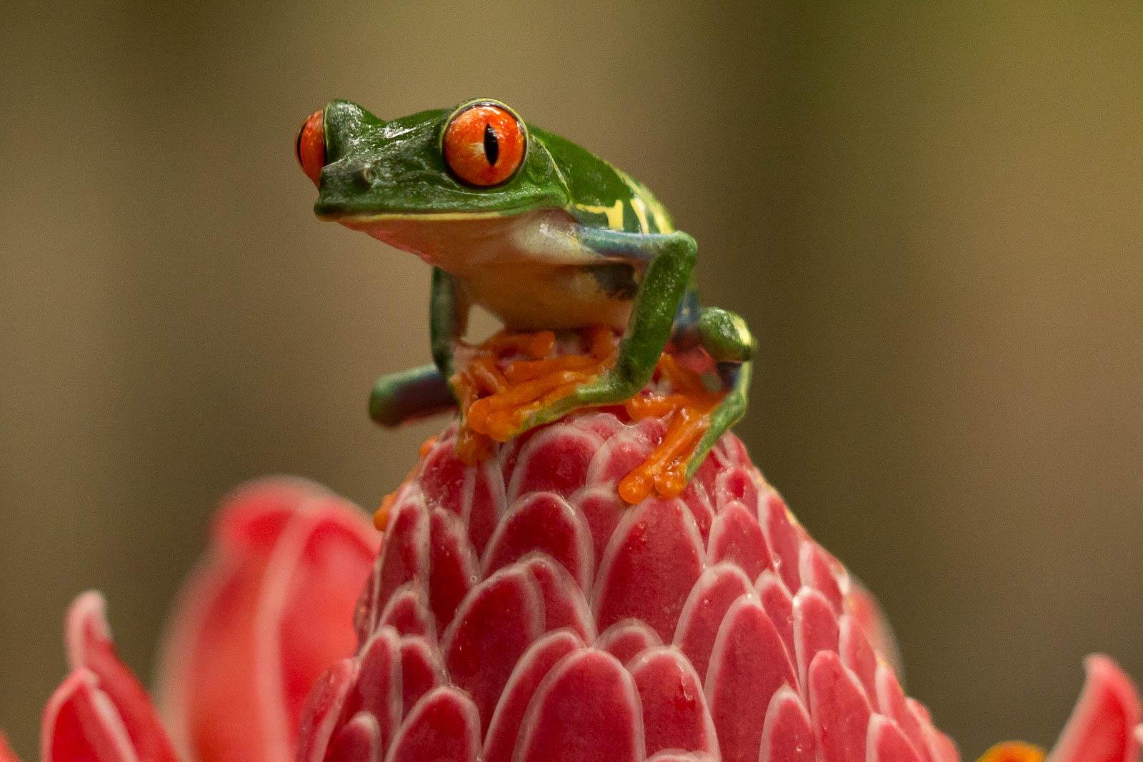 Frog