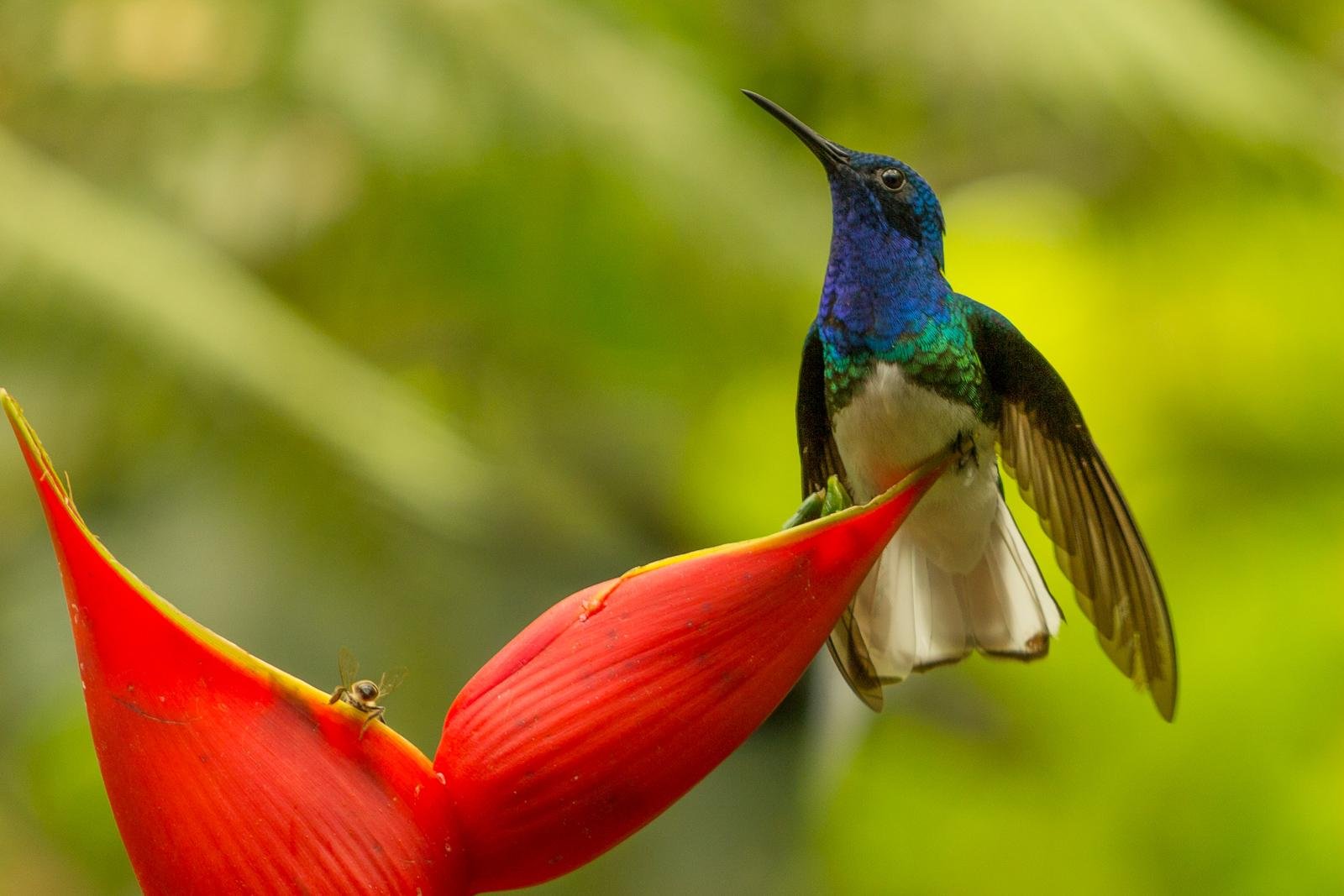Hummingbird