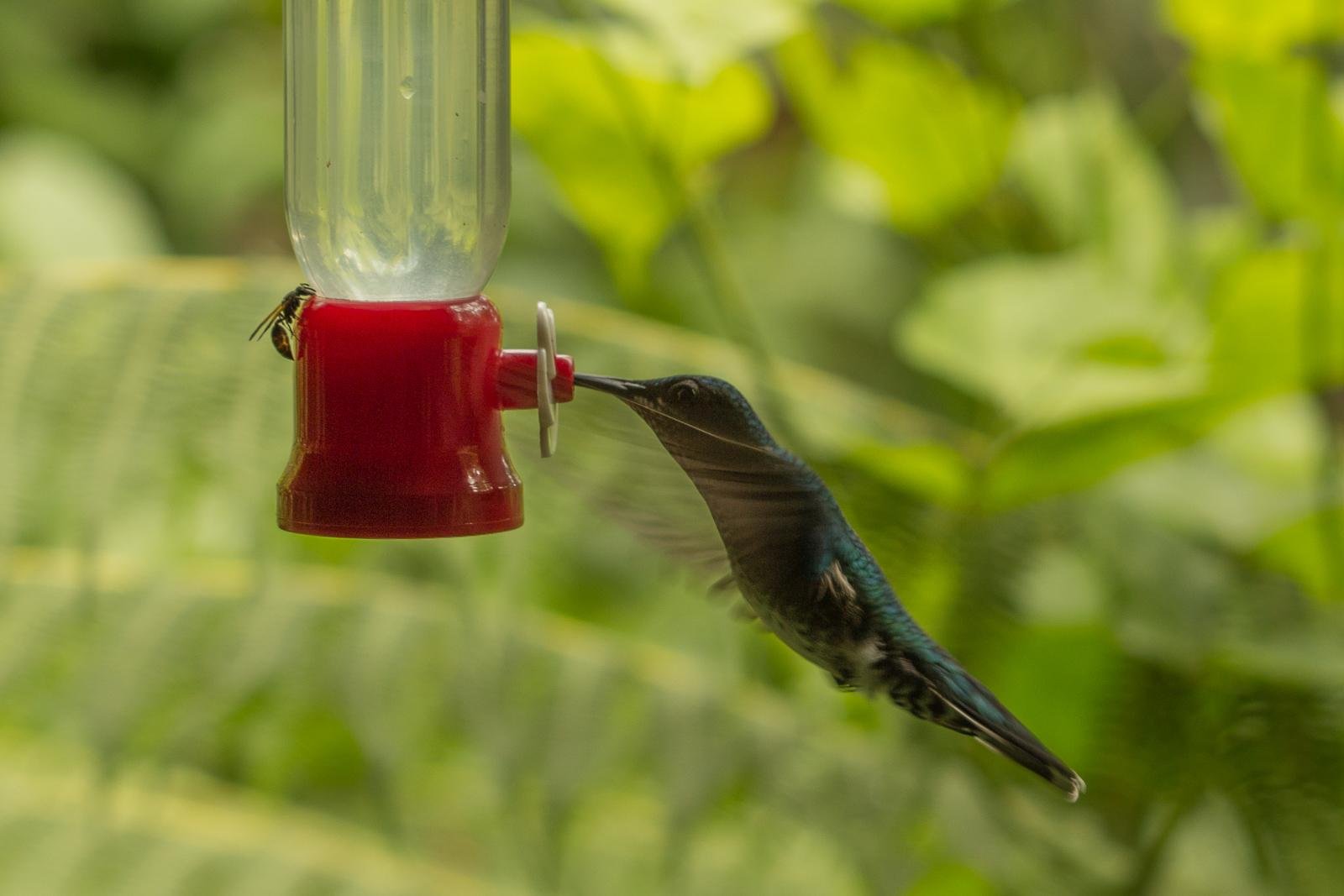 Hummingbird