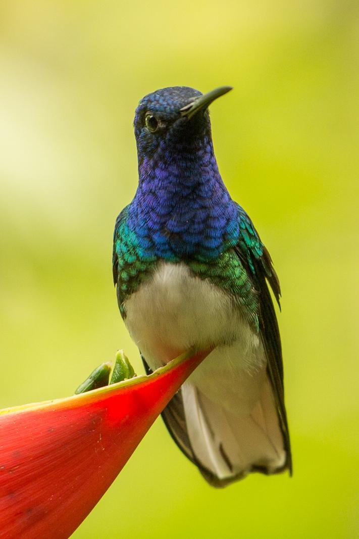 Hummingbird