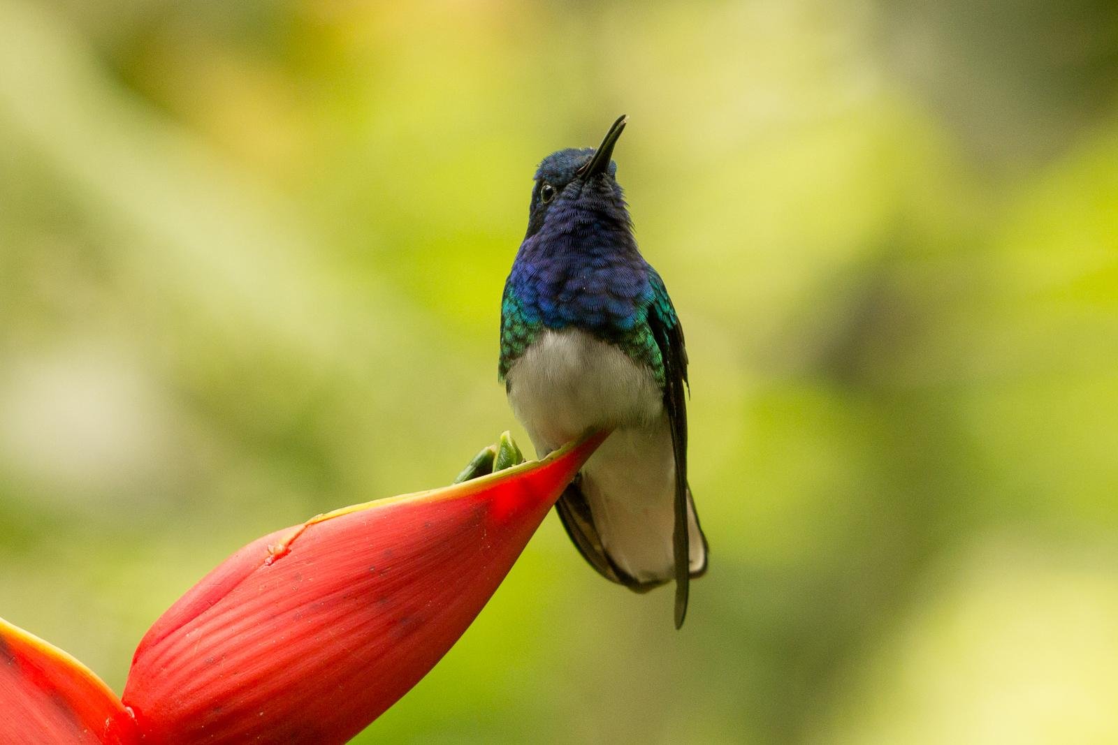 Hummingbird