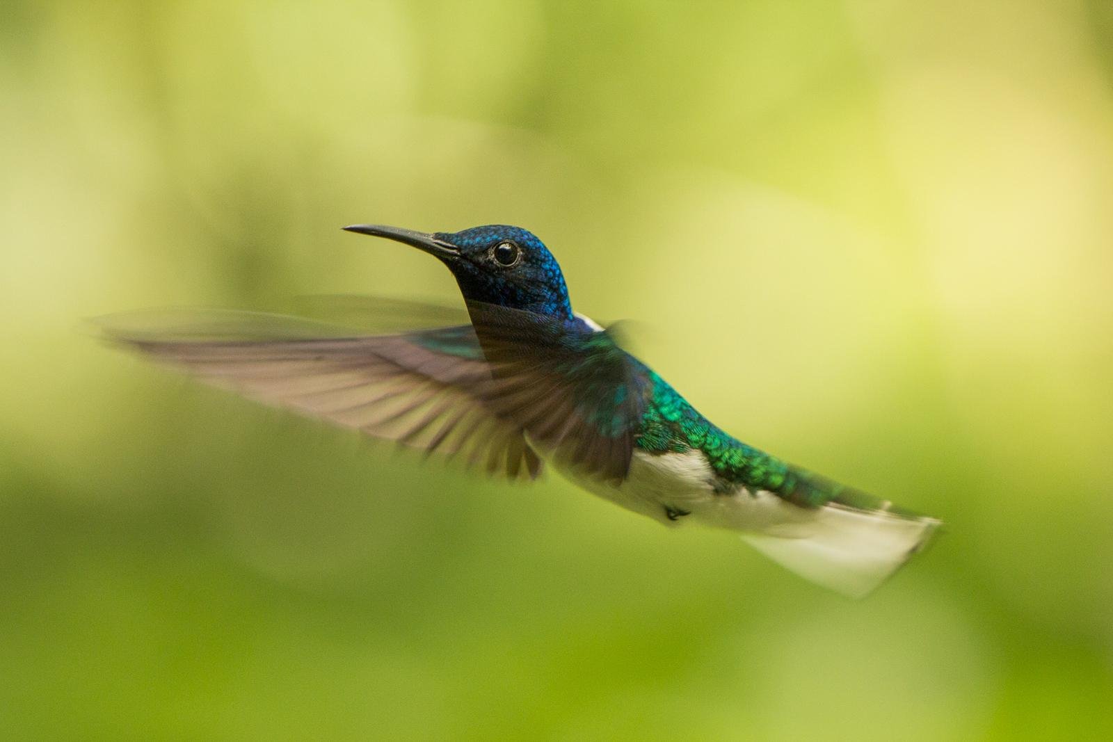 Hummingbird
