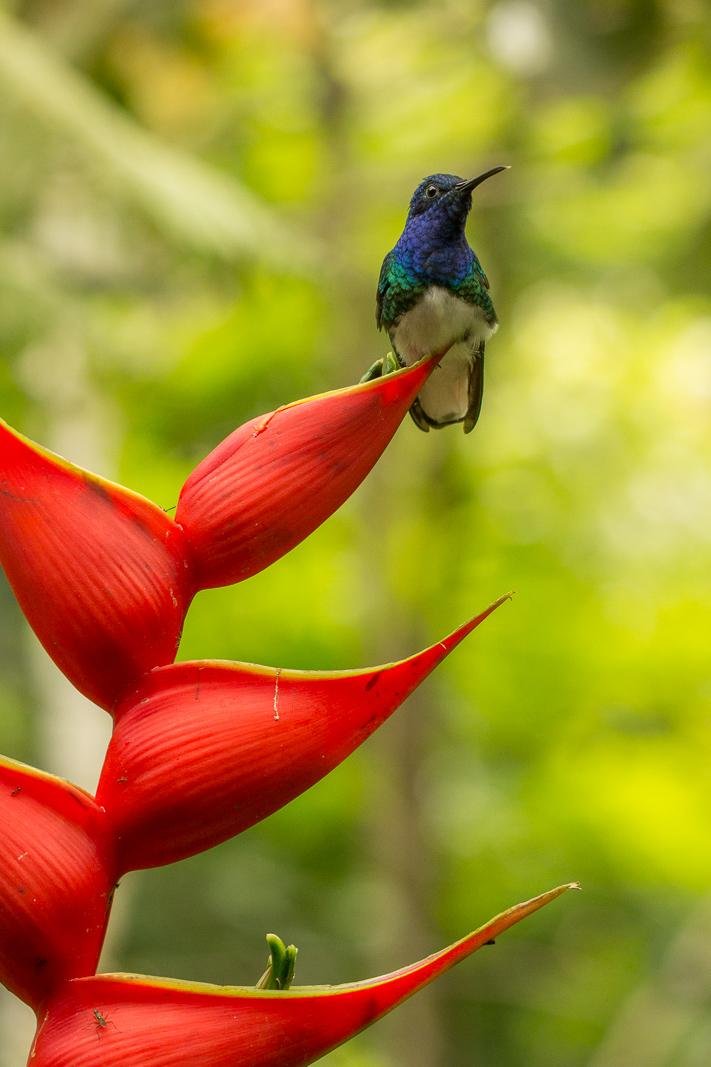Hummingbird