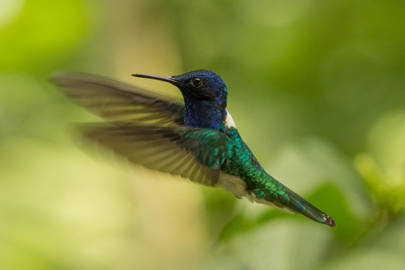 Hummingbird