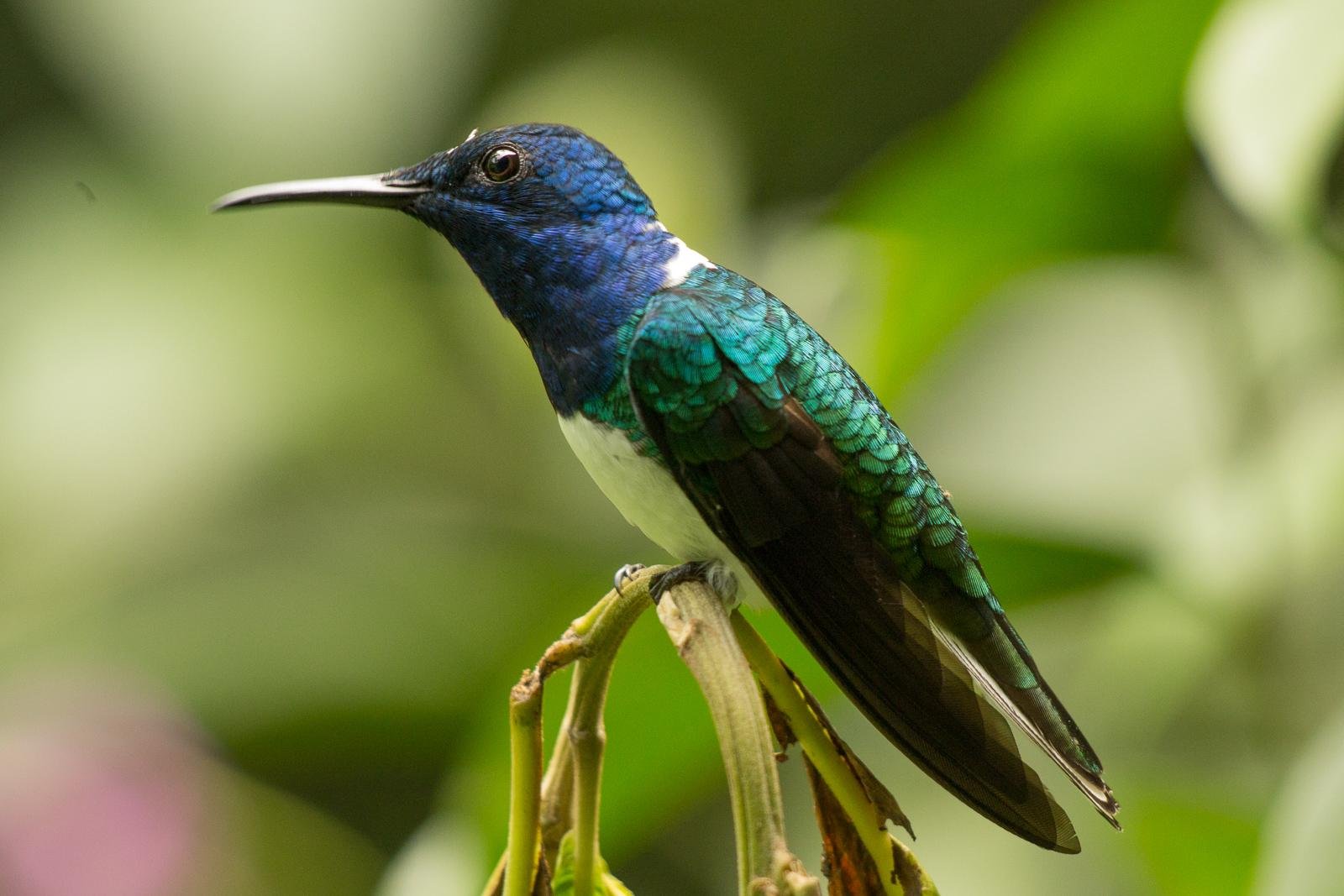 Hummingbird