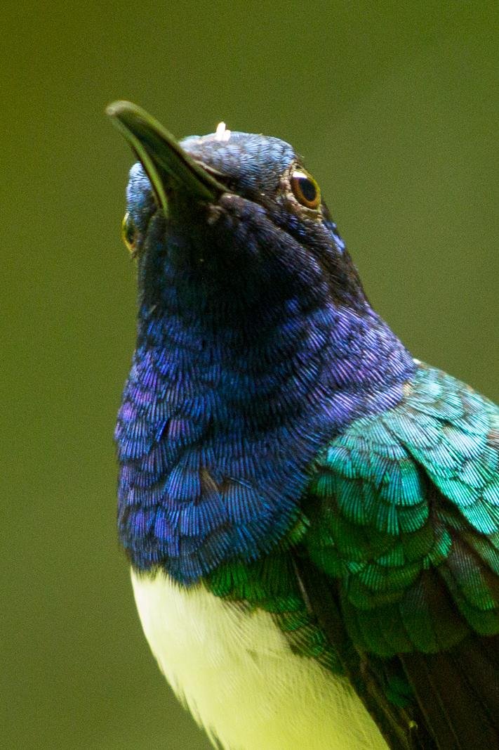 Hummingbird