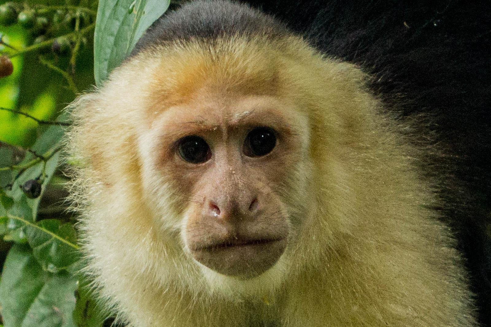 White faced capuchin monkeys