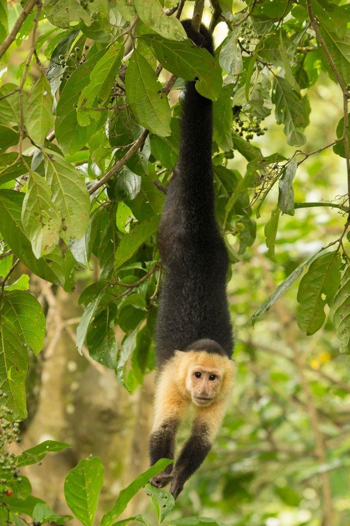 White faced capuchin monkeys