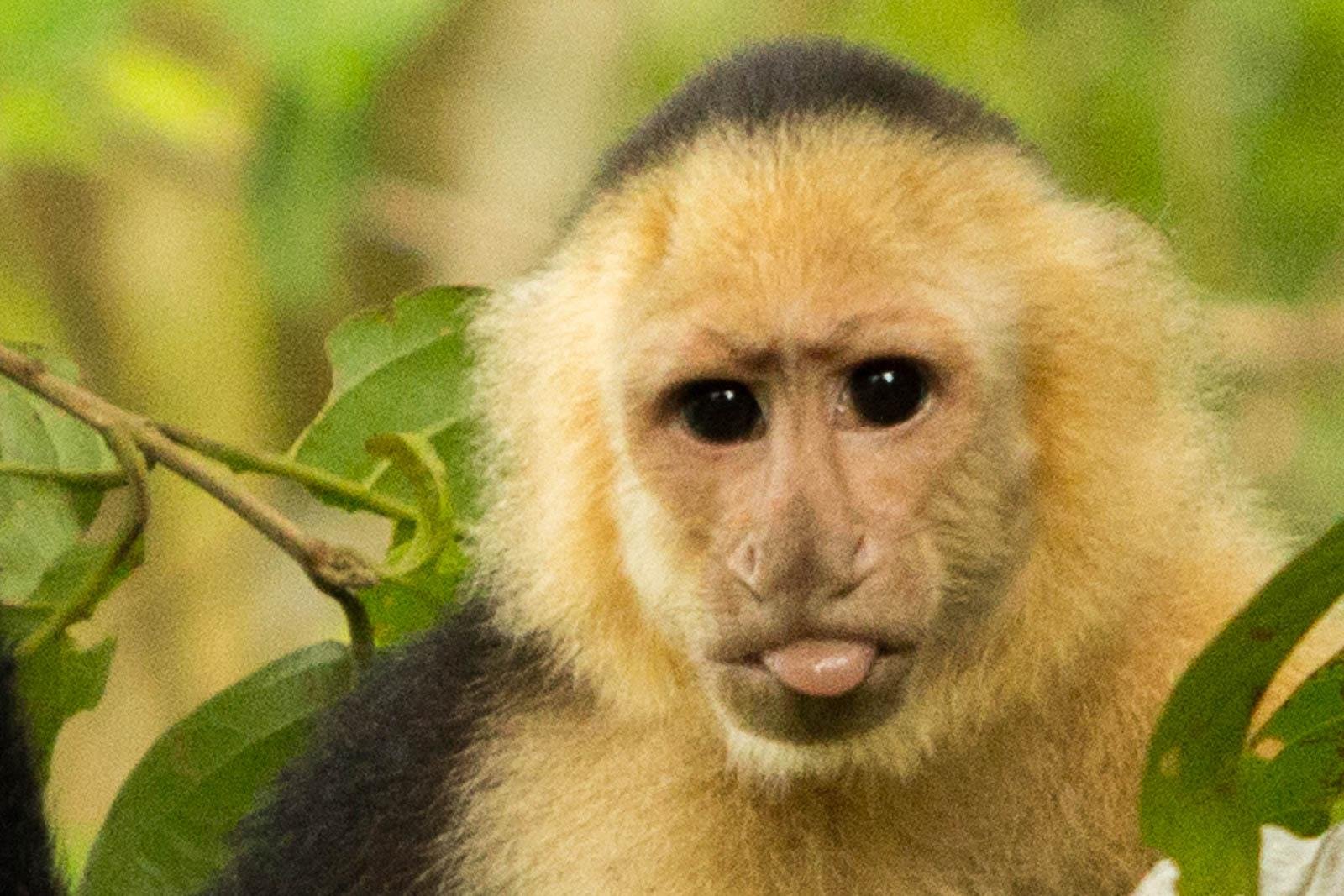 White faced capuchin monkeys