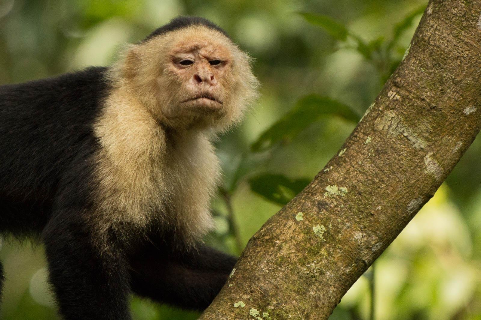 White faced capuchin monkeys