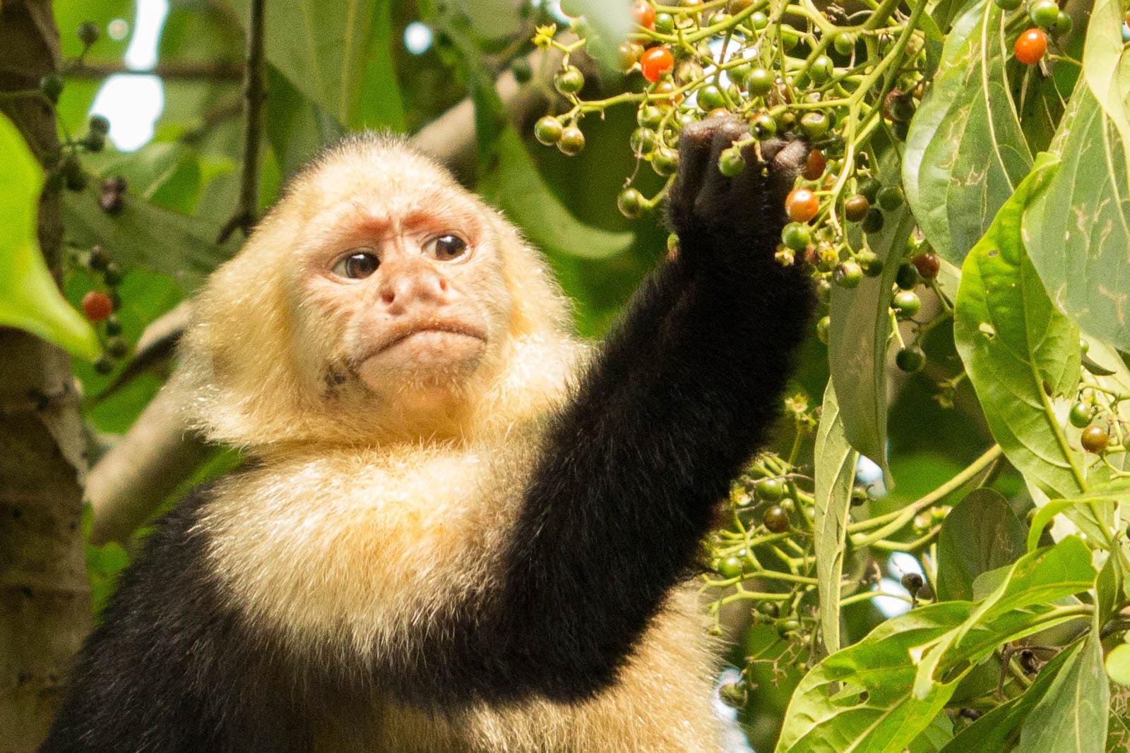 White faced capuchin monkeys