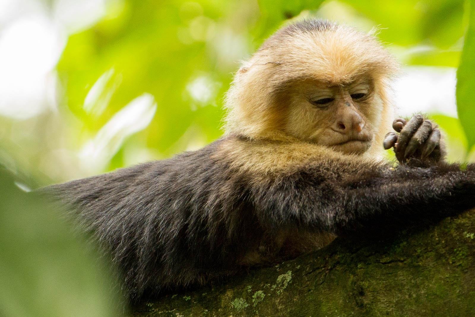 White faced capuchin monkeys