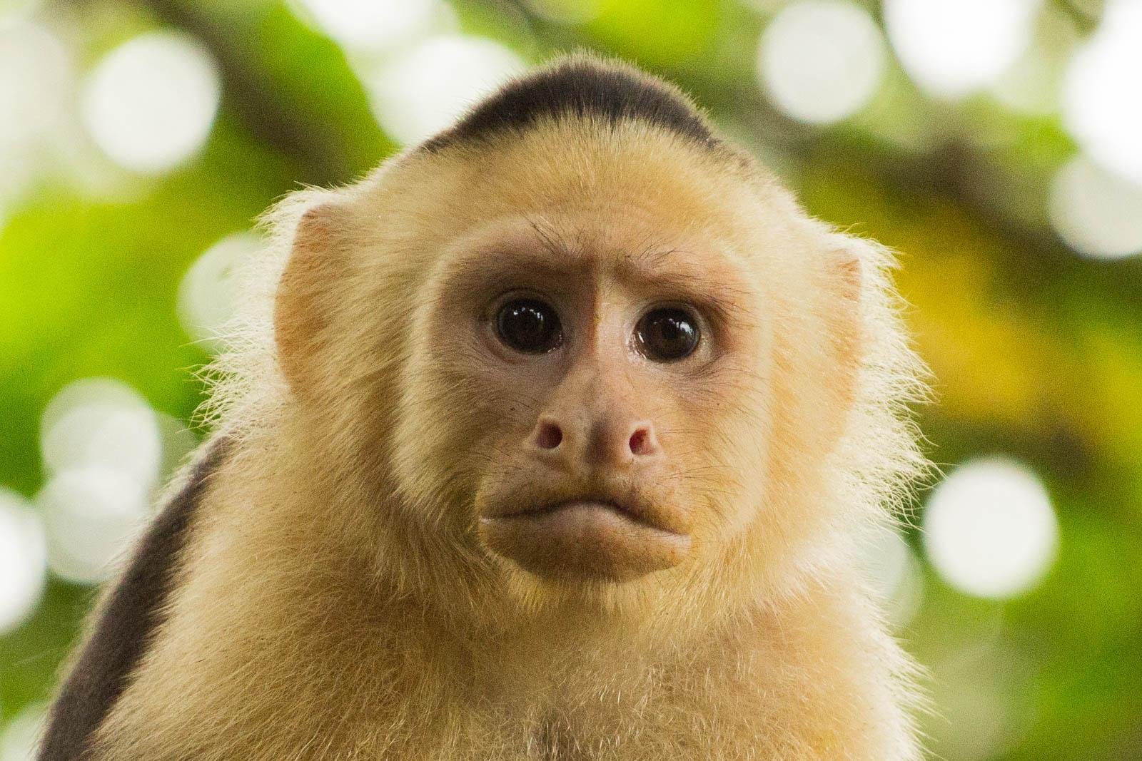 White faced capuchin monkeys