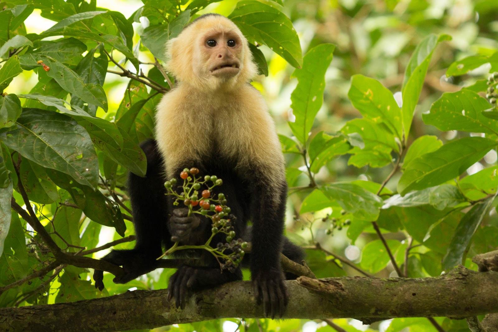 White faced capuchin monkeys