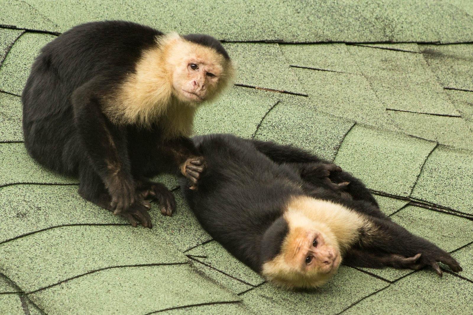 White faced capuchin monkeys