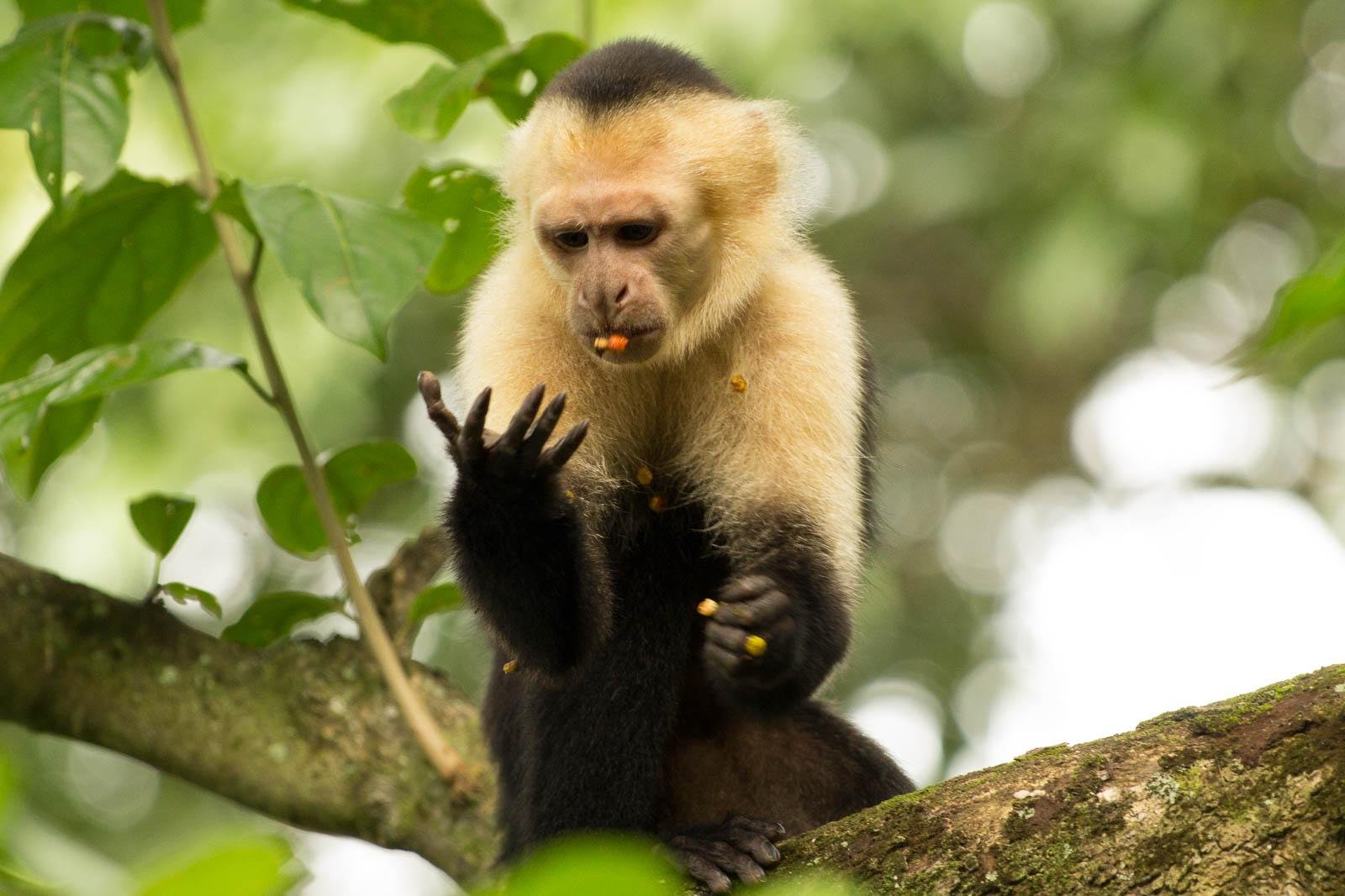 White faced capuchin monkeys