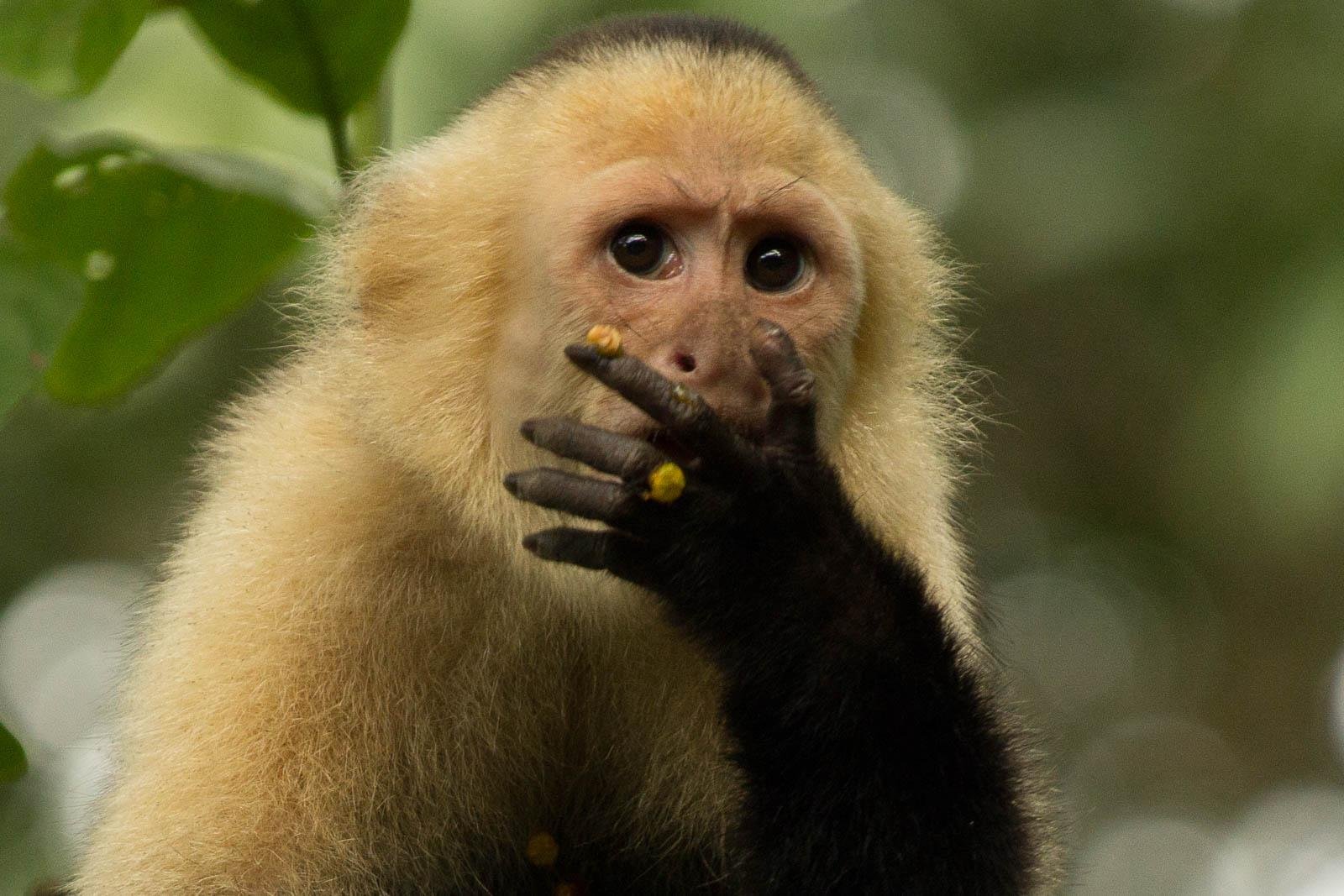White faced capuchin monkeys
