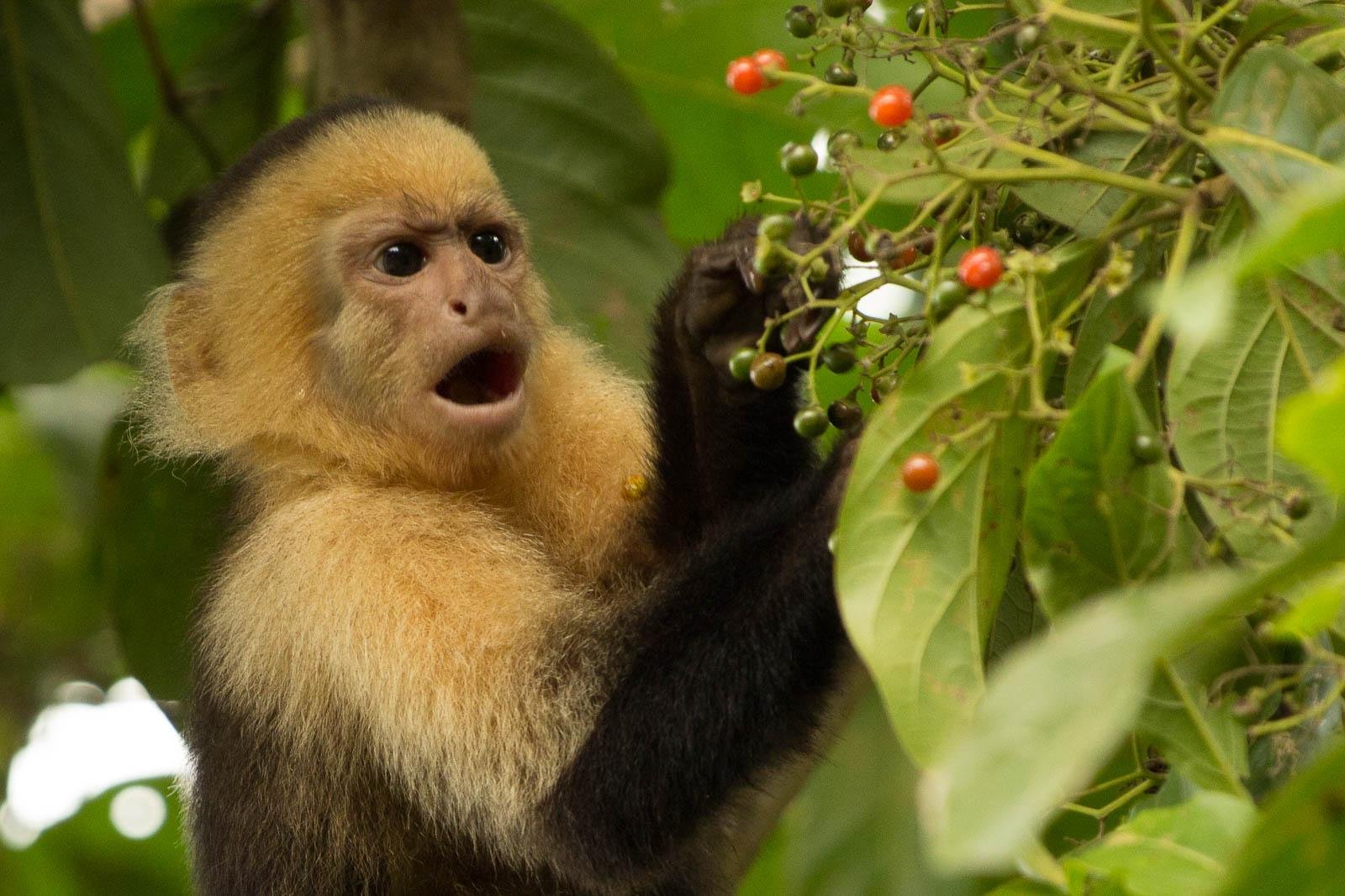 White faced capuchin monkeys