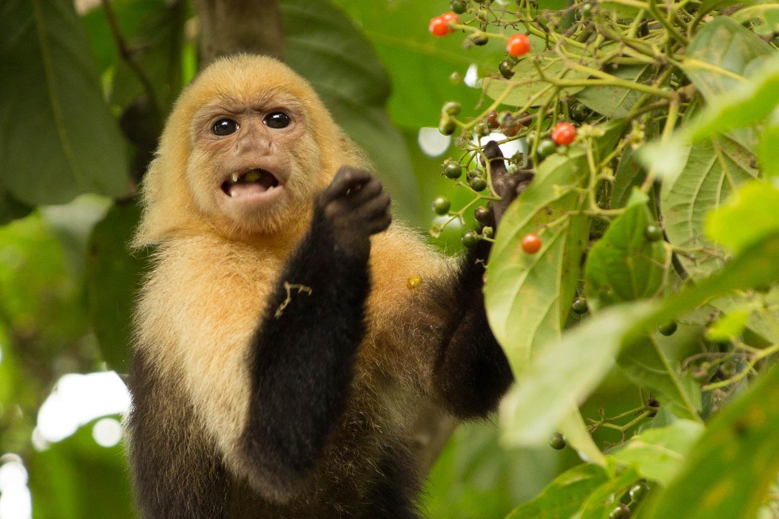 White faced capuchin monkeys