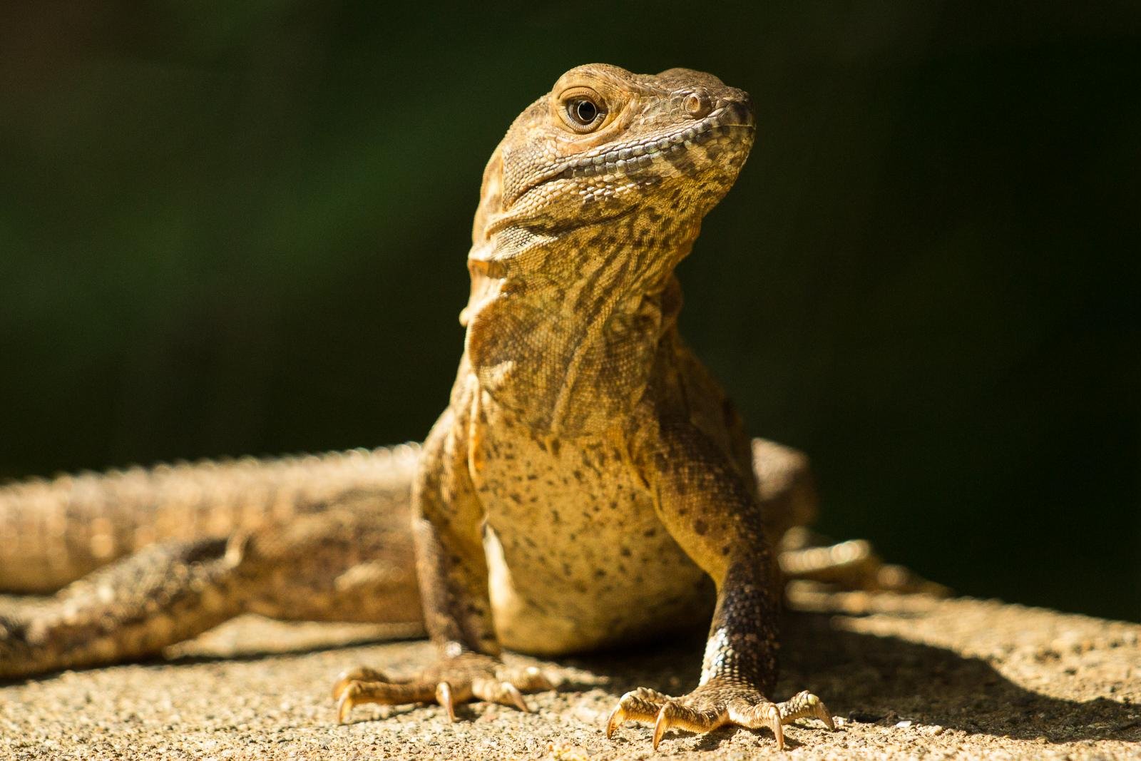 Reptiles