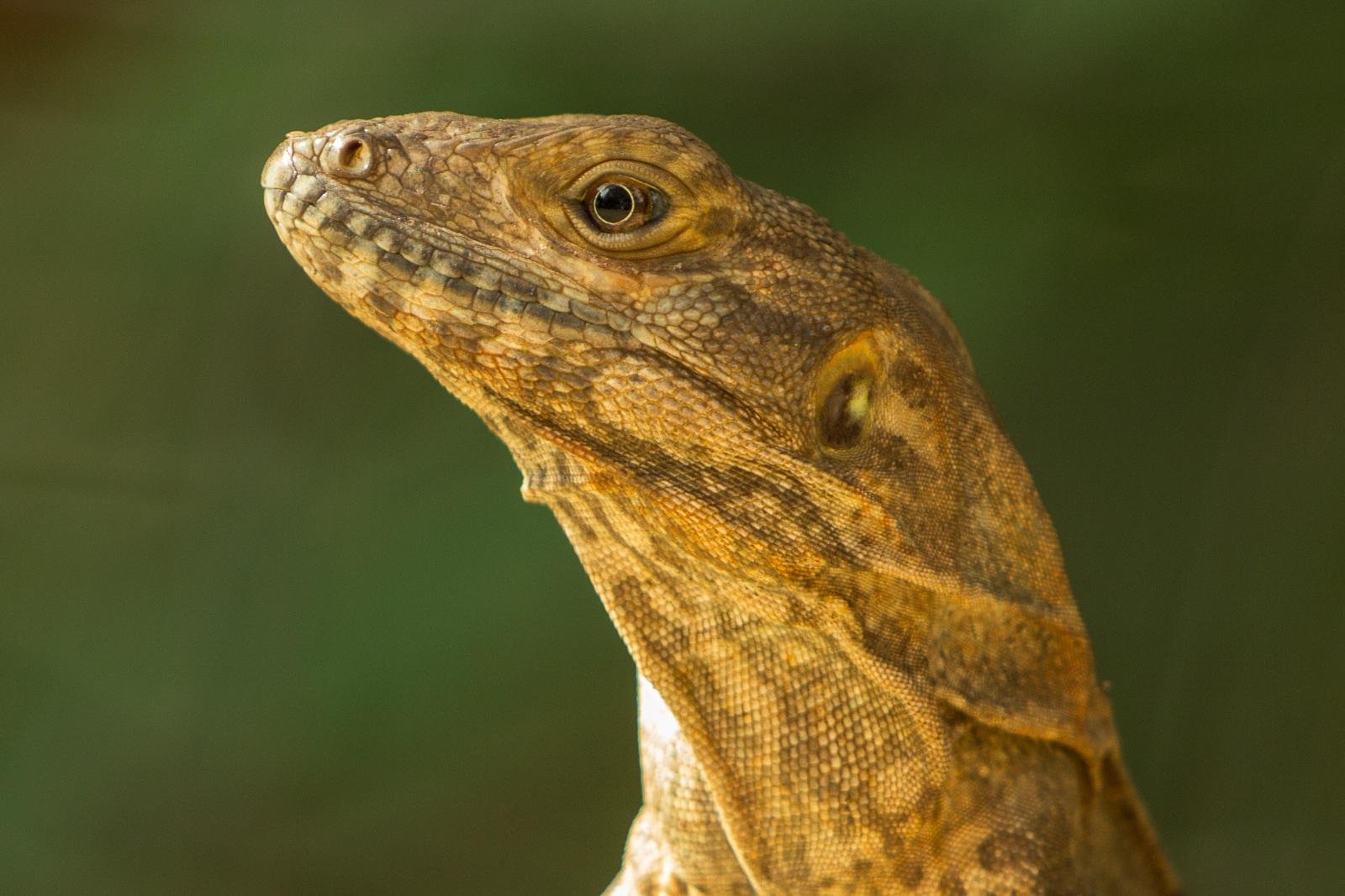 Reptiles