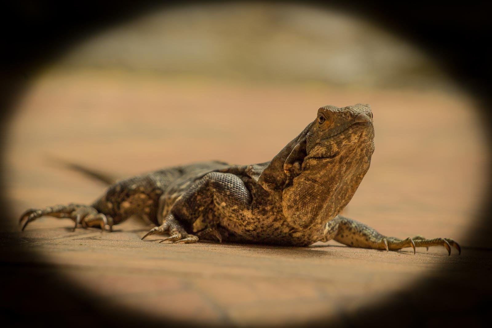 Reptiles