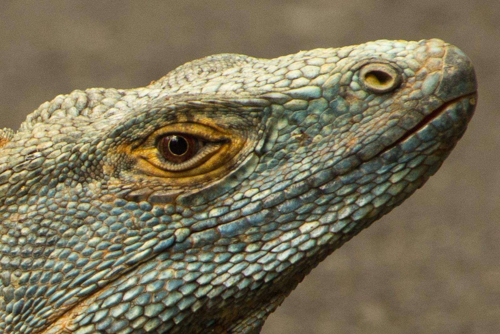 Reptiles
