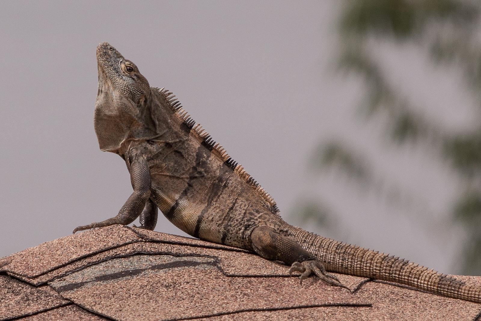 Reptiles